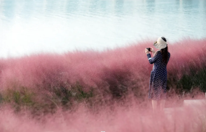 粉黛花海