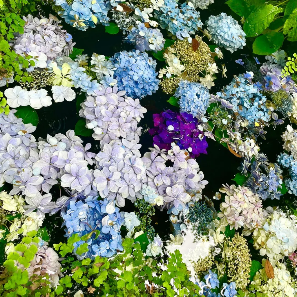 長谷寺繡球花